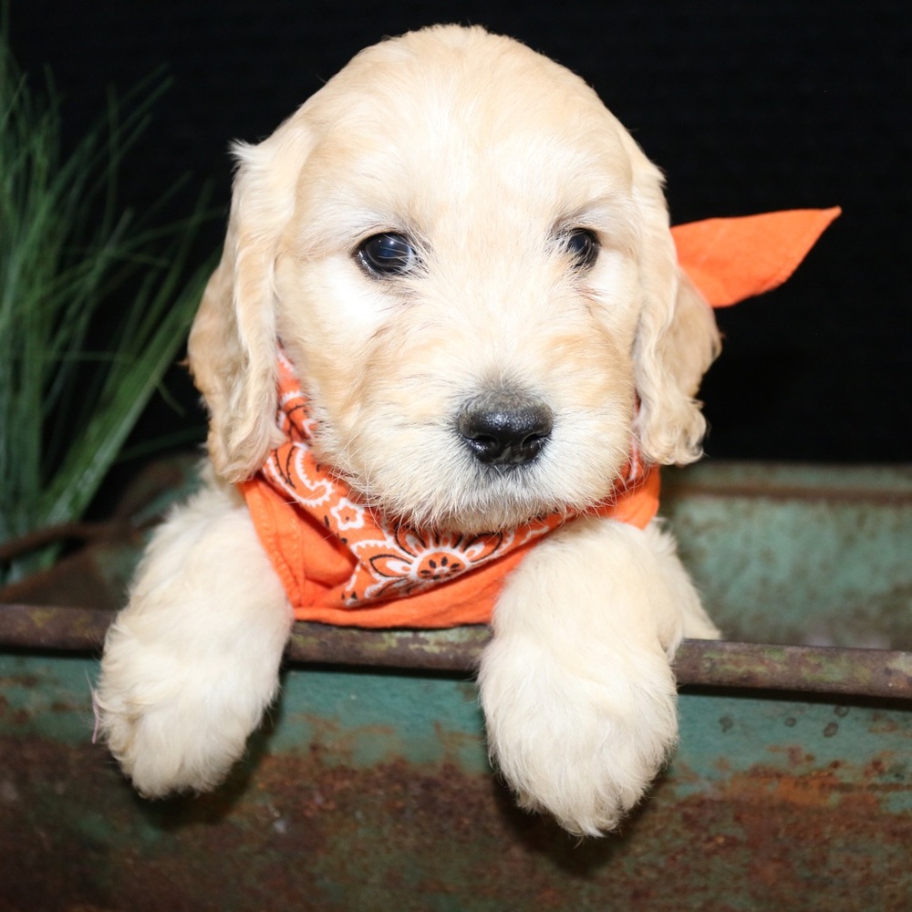 Meet your Posher, Bennett